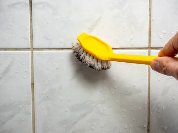 Best Best Mold Removal Companies  in Elizabeth City, NC