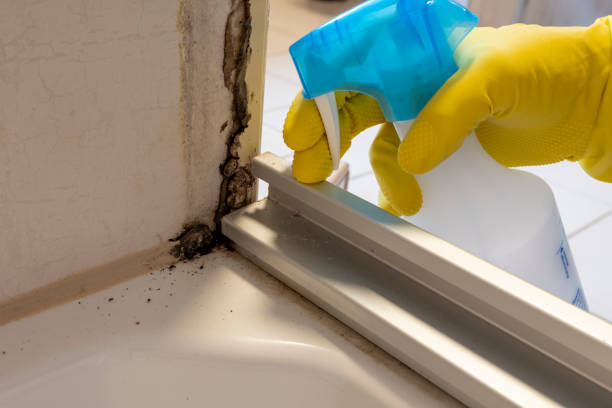 Best Home Mold Removal  in Elizabeth City, NC