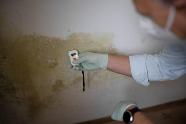 Best Residential Mold Removal  in Elizabeth City, NC