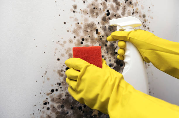 Professional Mold Removal in Elizabeth City, NC