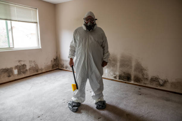 Best Attic Mold Removal  in Elizabeth City, NC