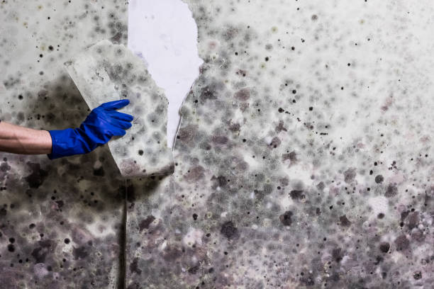 Best Certified Mold Removal  in Elizabeth City, NC