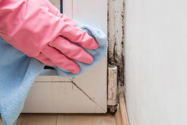 Best Local Mold Removal Service  in Elizabeth City, NC